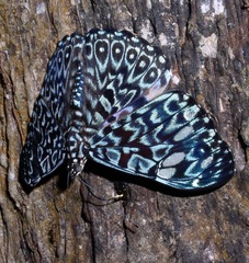 Hamadryas belladonna