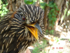 Malacoptila semicincta