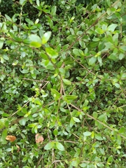Coprosma propinqua