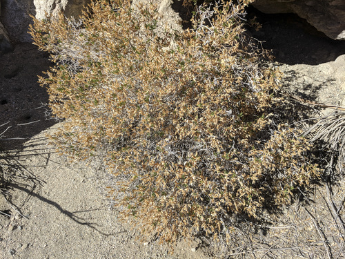 iNaturalist observation photo of American threefold