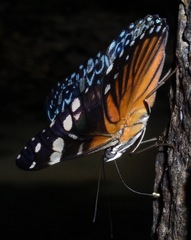 Hamadryas belladonna