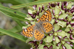 Apodemia chisosensis