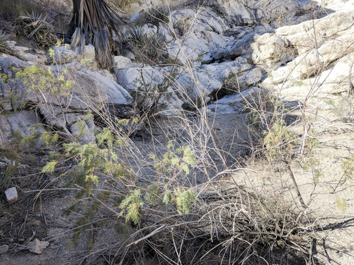 iNaturalist observation photo of saltcedar