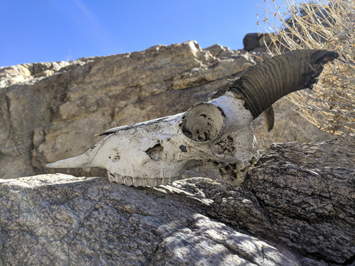 iNaturalist observation photo of Desert Bighorn Sheep