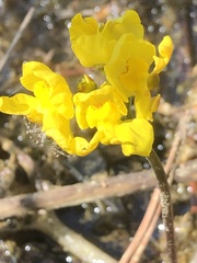 Utricularia inflata