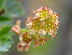 Ribes heterotrichum
