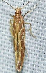 Pyroderces argyrogrammos