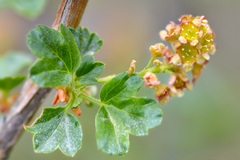 Ribes heterotrichum
