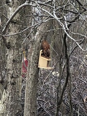 Sciurus vulgaris
