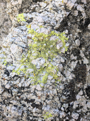 iNaturalist observation photo of Yellow Cobblestone Lichen