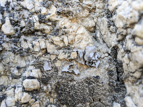 iNaturalist observation photo of Silverskin Lichens