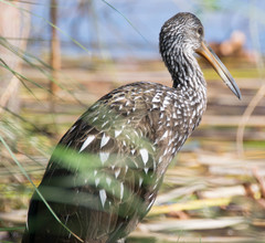 Aramus guarauna image