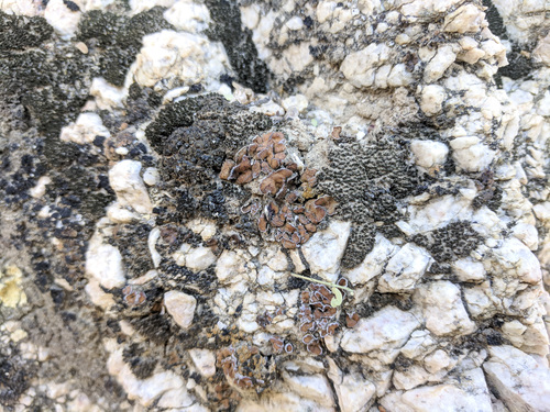 iNaturalist observation photo of Jellytot Earthscale Lichen