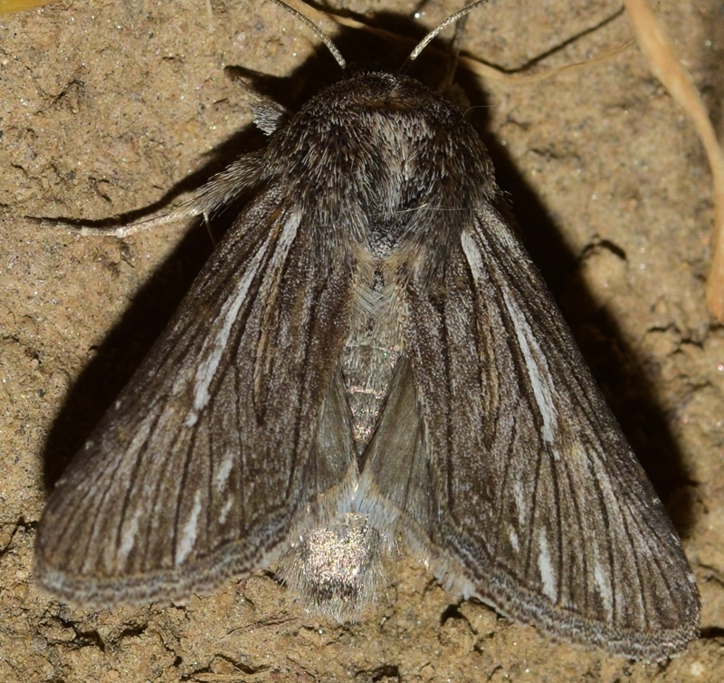 Brachygalea albolineata