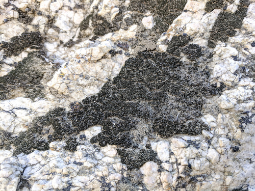 iNaturalist observation photo of Mosses
