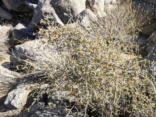 iNaturalist observation photo of Western Bernardia