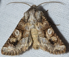 Hadena silenides