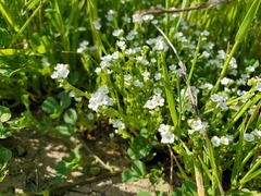Plagiobothrys stipitatus micranthus