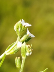 Plagiobothrys stipitatus micranthus