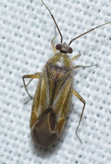 Tinicephalus rubiginosus