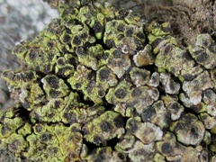 Acarospora schleicheri