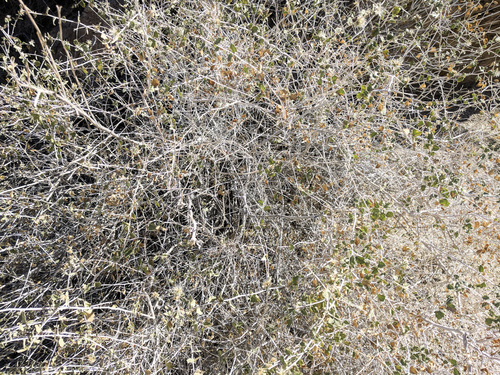 iNaturalist observation photo of Desert Brickellbush