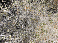 Brickellia desertorum