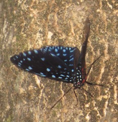 Hamadryas laodamia