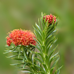 Rhodiola kirilowii