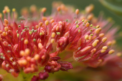 Rhodiola kirilowii