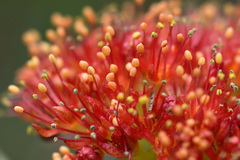 Rhodiola kirilowii