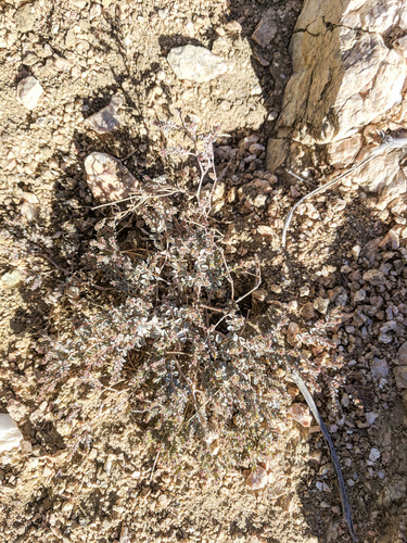 iNaturalist observation photo of smallseed sandmat