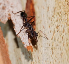 Myrmecia pyriformis