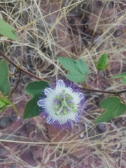 Passiflora
