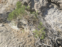 Peucephyllum schottii