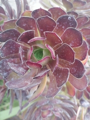 Aeonium