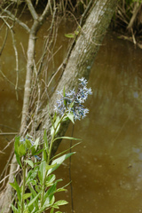 Amsonia repens