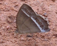 Taygetis sylvia