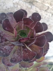 Aeonium