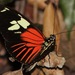 Heliconius burneyi - Photo (c) Rich Hoyer, some rights reserved (CC BY-NC-SA), uploaded by Rich Hoyer
