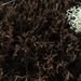 Rosegarden Pixie Lichen - Photo (c) troy_mcmullin, some rights reserved (CC BY-NC), uploaded by troy_mcmullin