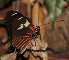 Heliconius burneyi