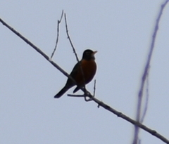 Turdus migratorius image