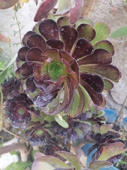 Aeonium