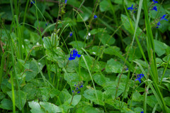 Salvia scutellarioides