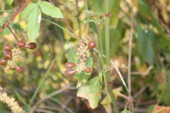Paullinia sessiliflora