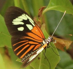 Heliconius erato amazona