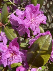 Rhododendron × hybridum