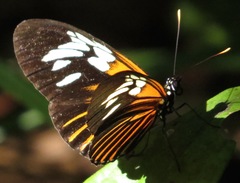 Heliconius eratosignis