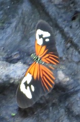 Heliconius erato amazona
